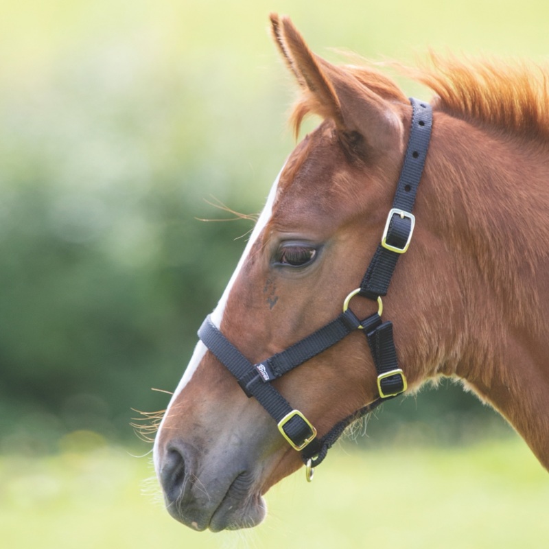 Shires ARMA Foal Headcollar