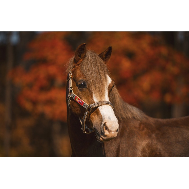 5/A Baker Breakaway Halter with Full Leather Crown 1″