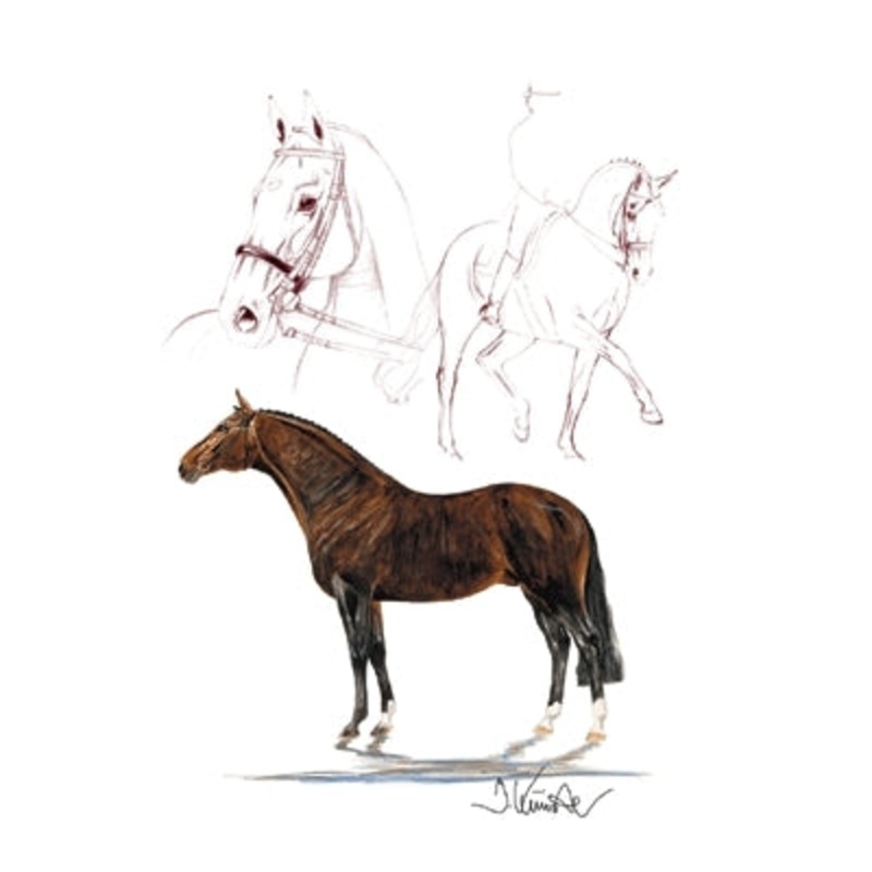 Rosenkavalier (Dressage) By: Jan Kunster