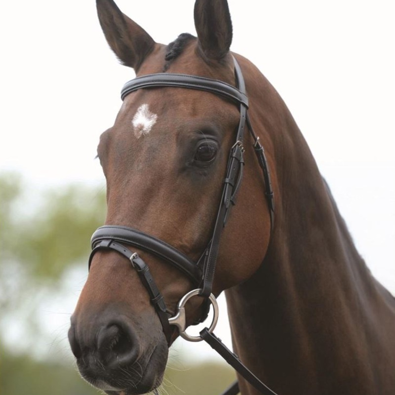 Kincade Flash Bridle