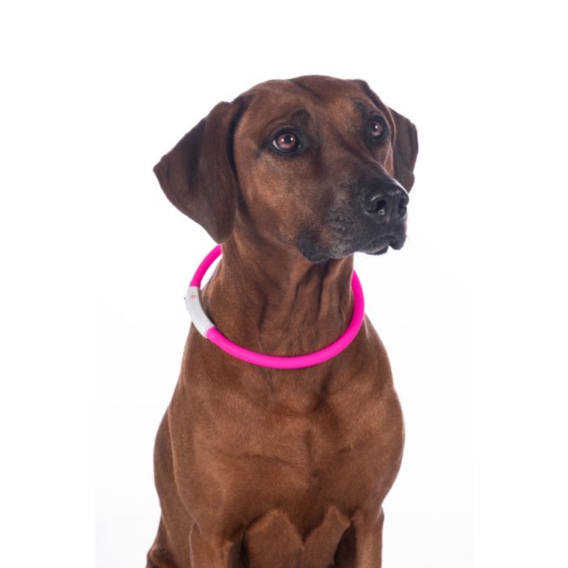 HKM Illuminated Collar For Dogs -Led-
