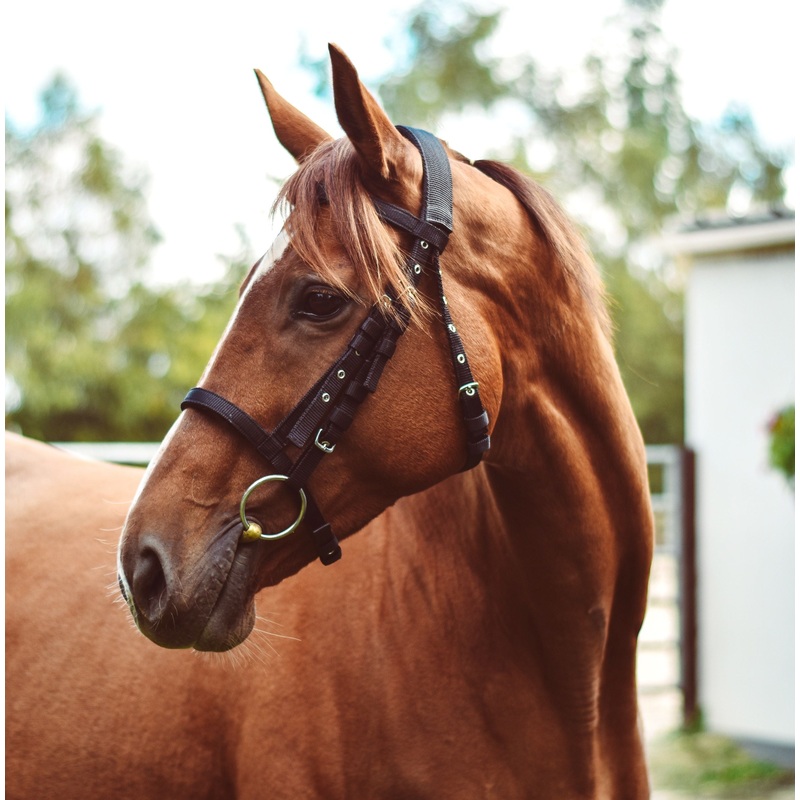 Mackey Equisential Nylon Bridle without Reins