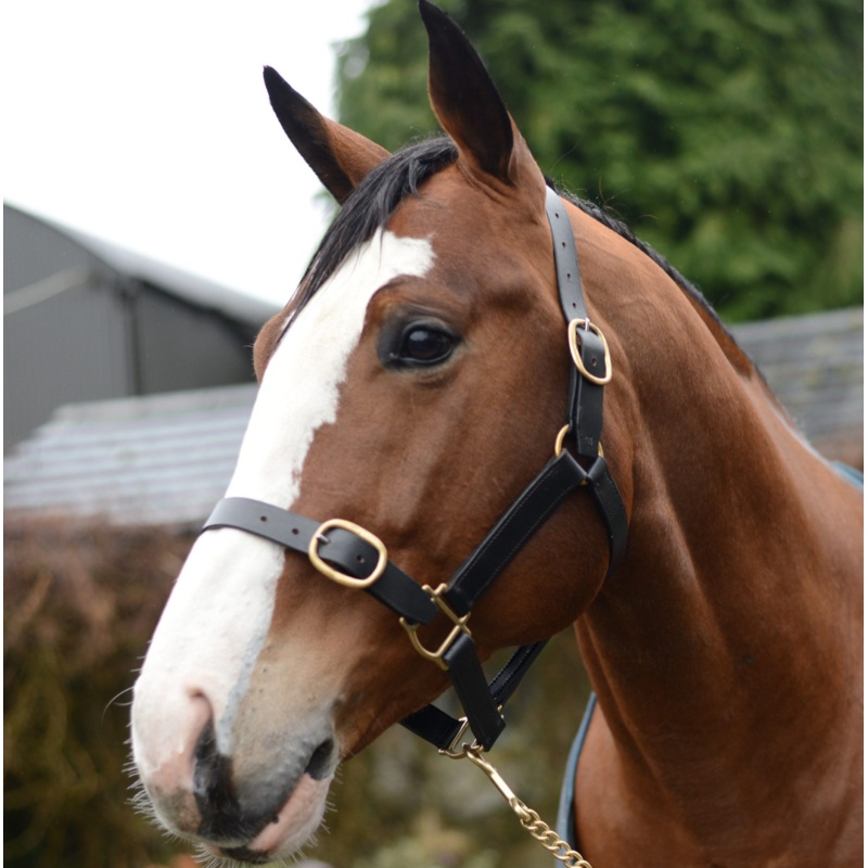 Mackey Classic Leather Headcollar