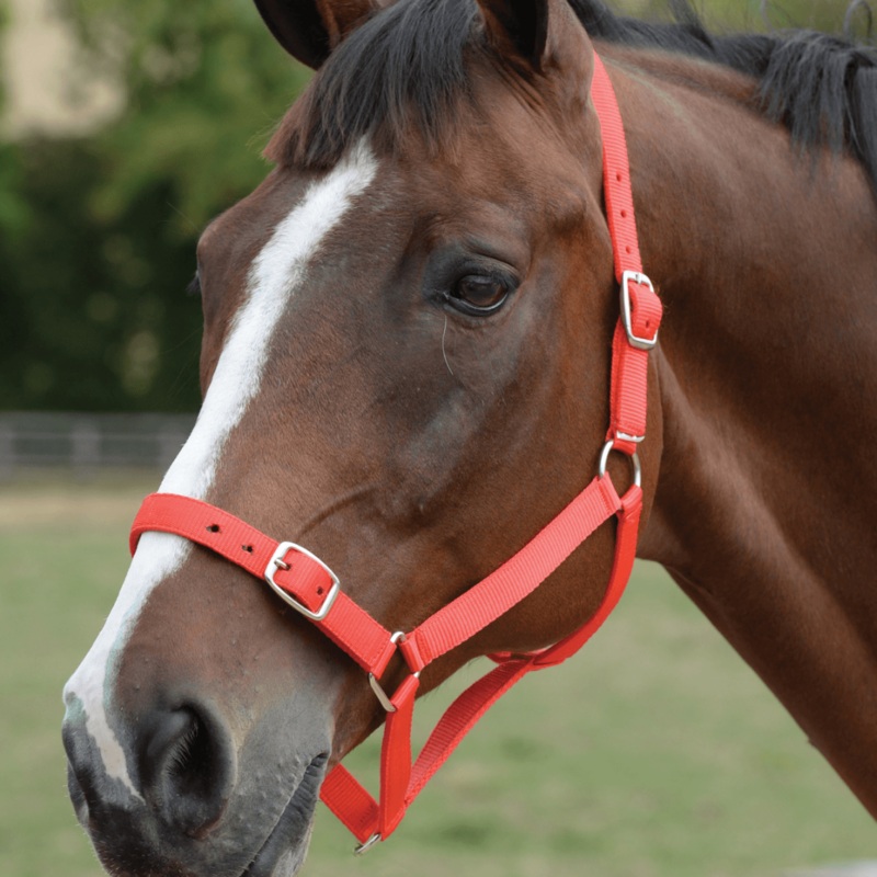 Roma Head Collar & Lead Set
