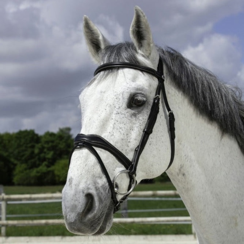 Norton Pro Vague Bridle