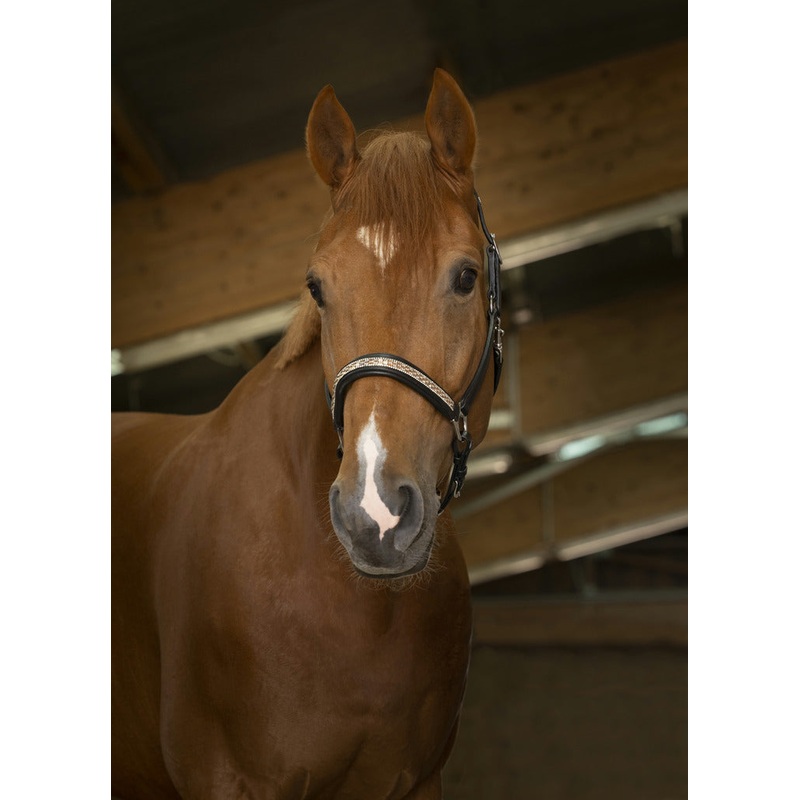 Norton Pro Princesse Leather Halter