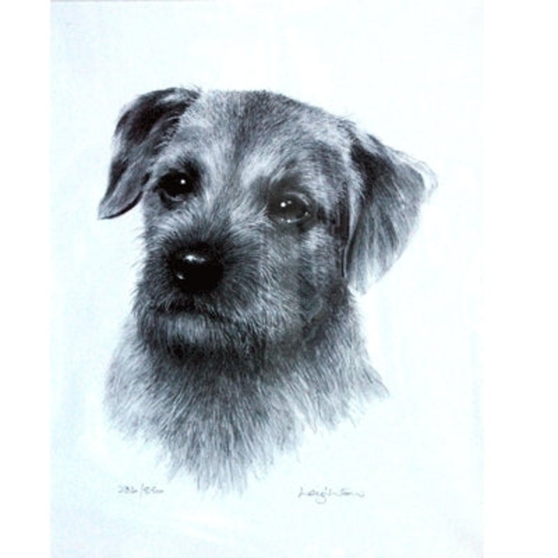 Border Terrier By: Sandra Leighton