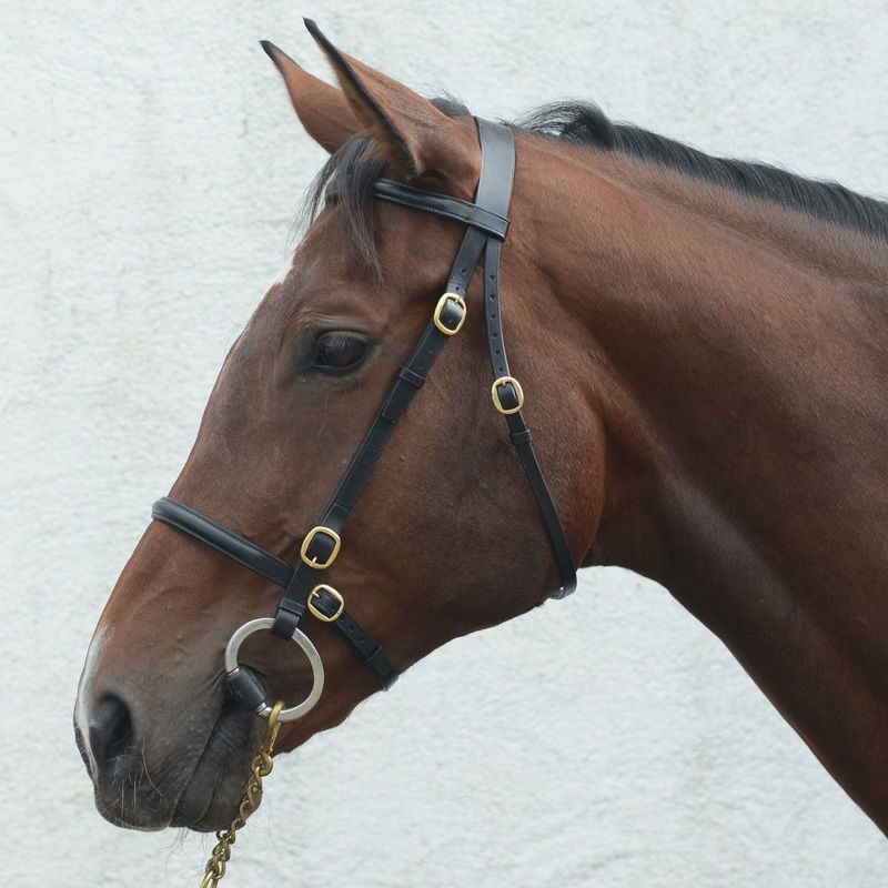 Mackey Classic In-Hand Bridle